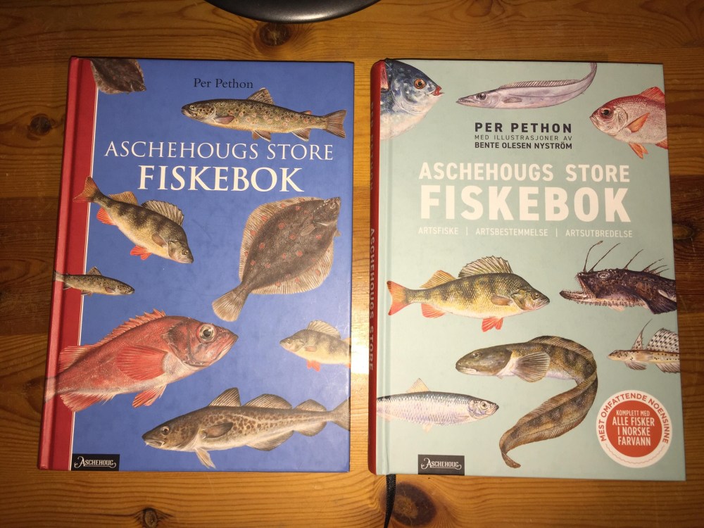 62310049_1225564914269660_7430843637455388672_n